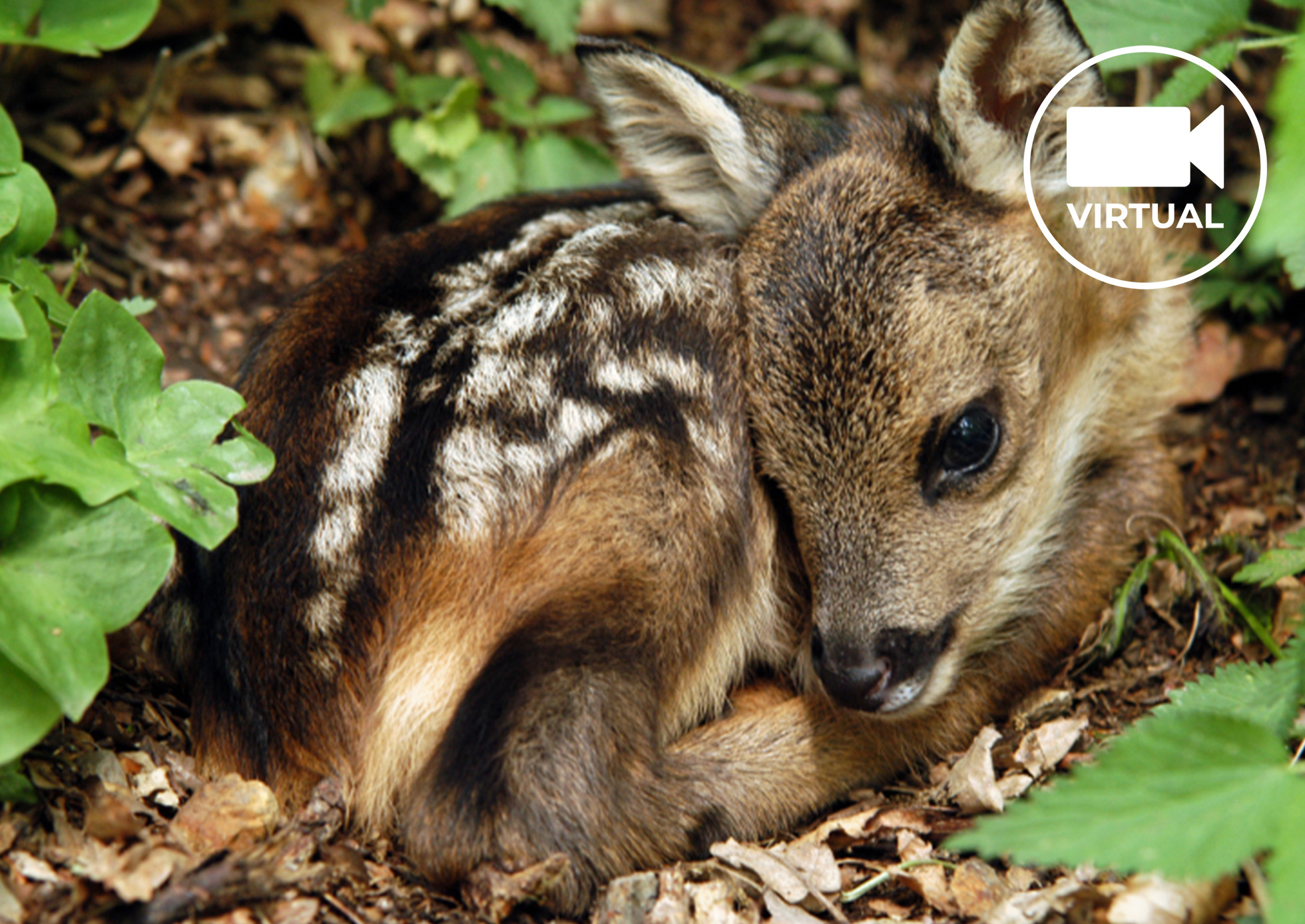 Baby fawn curled up in a little ball laying on the ground under tree branches