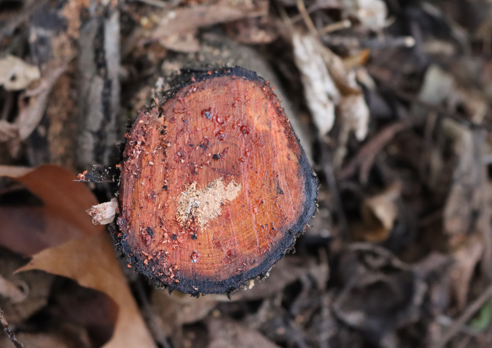 Close up photo of the rings on a freshly cut Buckthorn branch