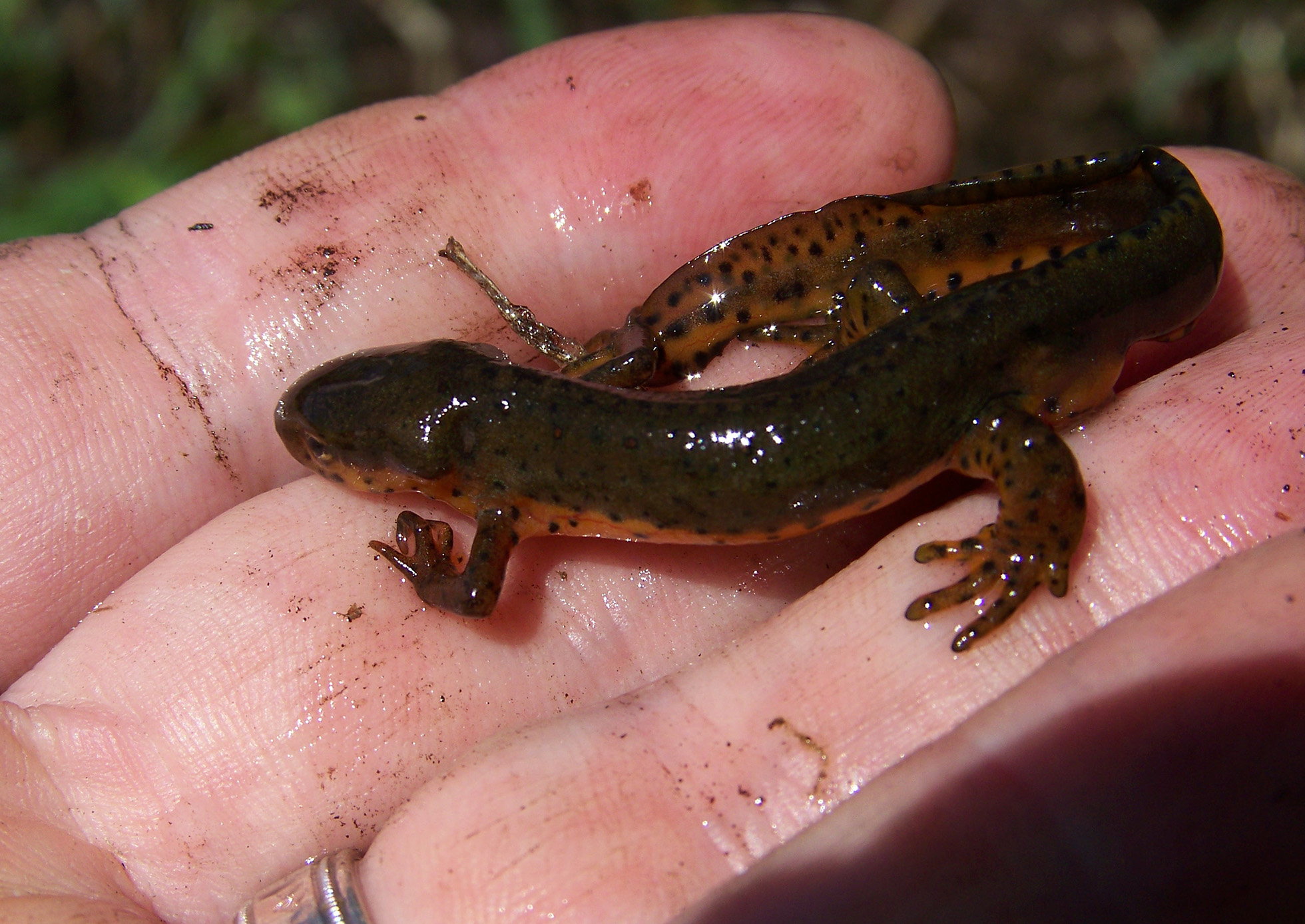 Small salamander in the palm of someone's hand