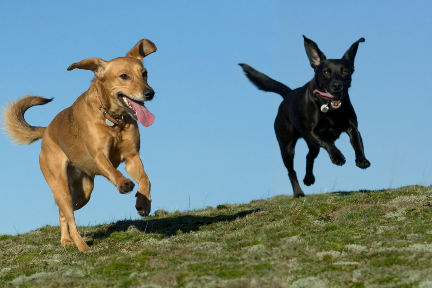 Outdoor Dog Games You Can Play Together – Union Lake Pet Services