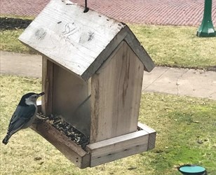 Bird feeding on a bird feeder