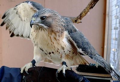 Red-tailed_hawk1