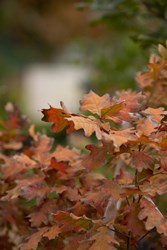 OAKtober-20221002-©JustineNeslund-9