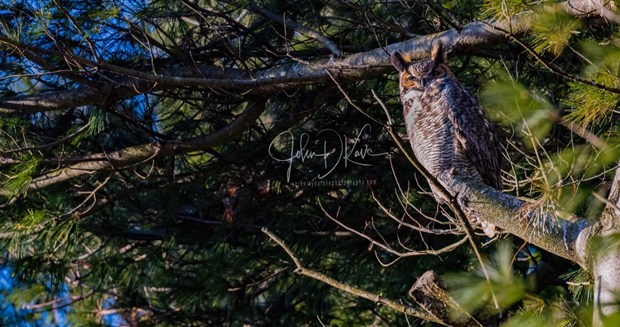 Great_Horned_Owl_John_D__Kavc