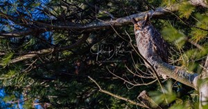 Great_Horned_Owl_John_D__Kavc