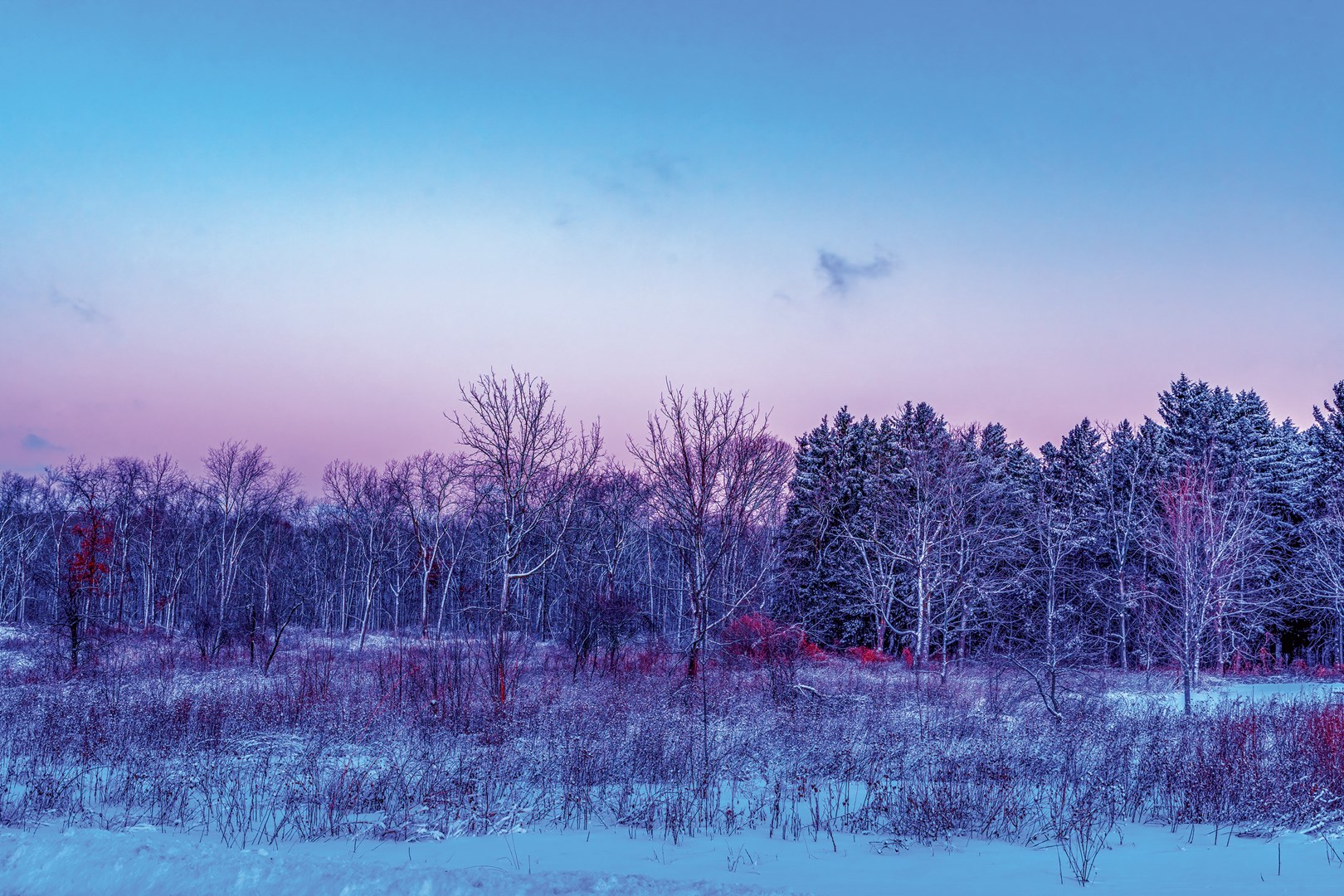 Lyons Woods sunset with trees.