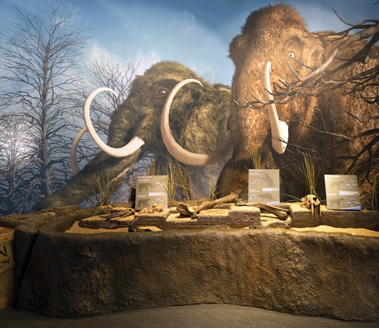 Woolly Mammoth replicas at the Dunn Museum
