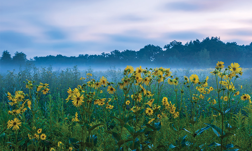 Yellow flowers in a foggy field.