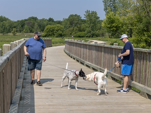 Several men walking their dogs across a bridge