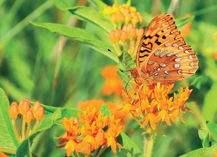 Great Spangled Fritillary butterfly on bright orange flowers