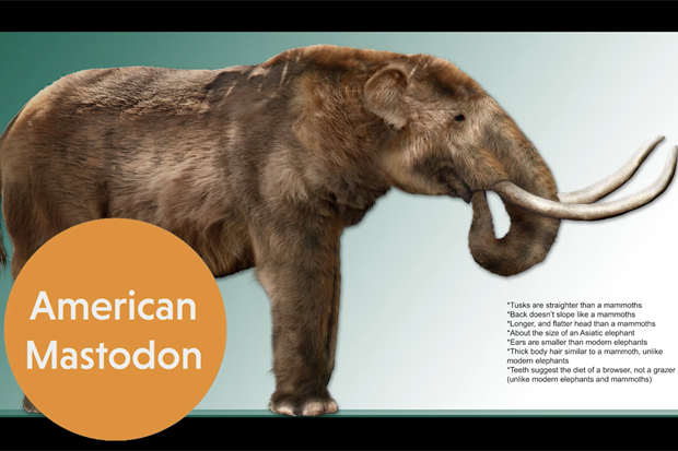 American Mastodon story on DunnTV