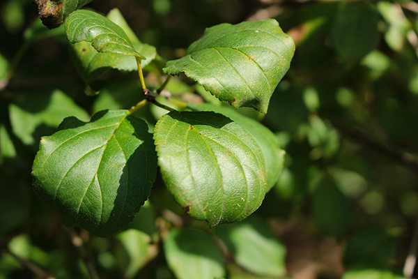 Buckthorn Eradication and Native Landscaping - Conservation | Lake ...