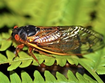 Close-up photo of a cicada with bright red eyes sitting on green leaves