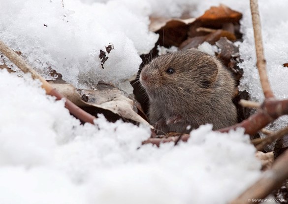 Small vole popping it's head out of the snow