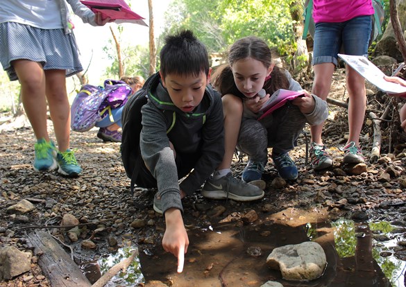 Several children looking for spiders in the forest preserve.