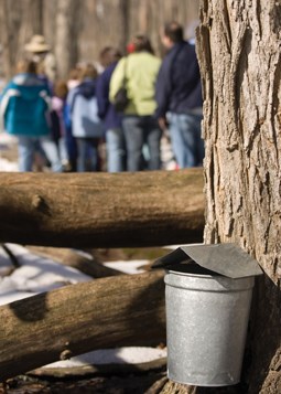 Mason jars filled with maple syrup freshly tapped from an oak tree