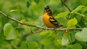 Oriole-Grove-Photo-Credit-JanetandPhil