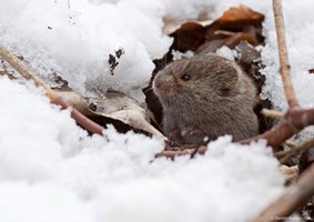 Small vole popping it's head out of the snow