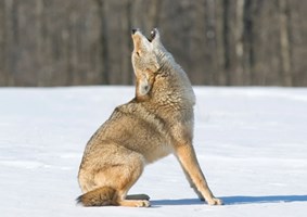 Coyote sitting in the snow howling at the sky