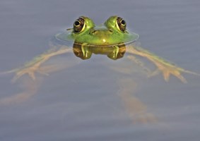 frog-program04