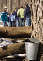 Mason jars filled with maple syrup freshly tapped from an oak tree