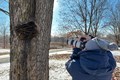 Volunteer photographer taking a closeup photo of a tree in the forest preserve.