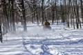 Photo of snowmobile riding thru deep snow on the trails