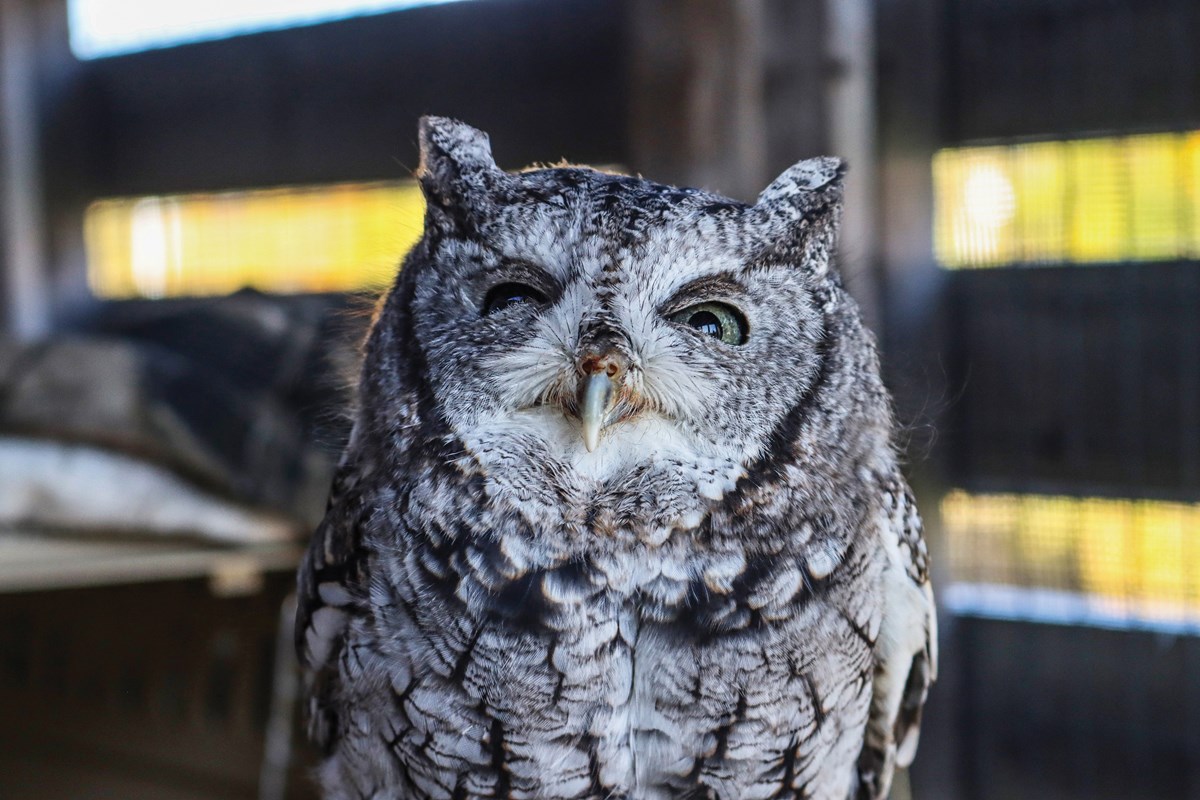 Close up photos of an owls face