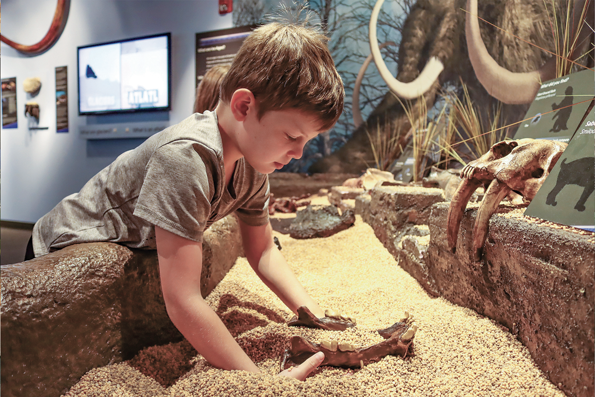 Young boy digging faux dinosaur bones out of sand at the Dunn Museum