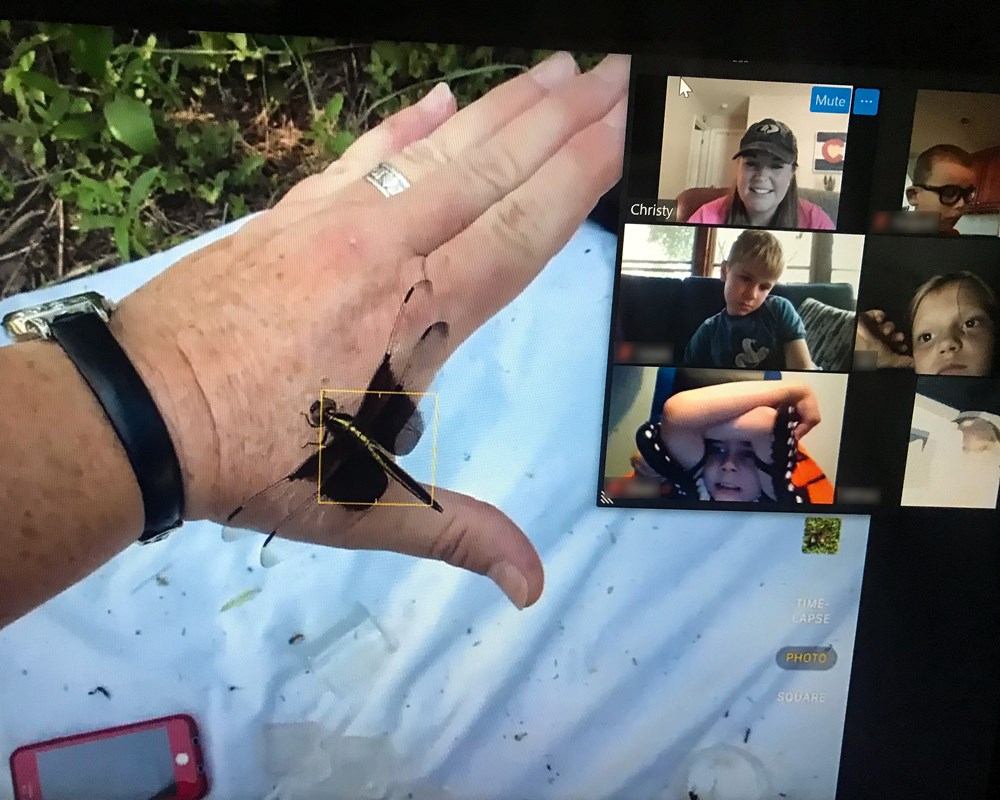 Virtual field trip photo of large insect on a persons hand