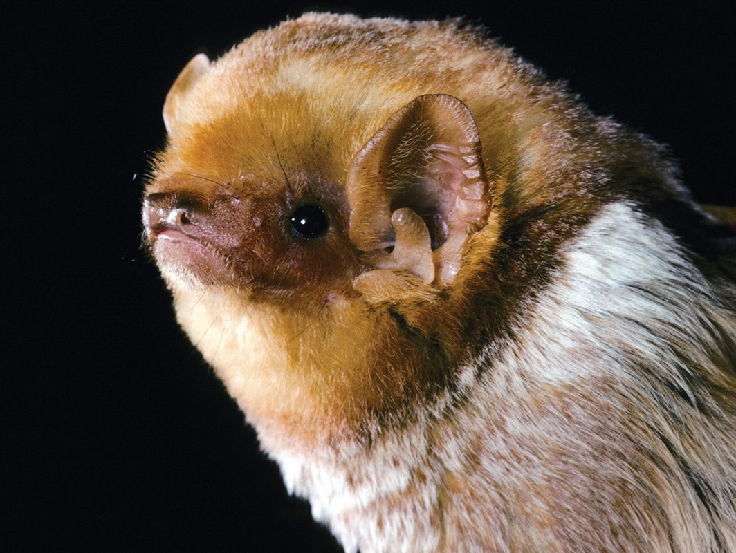 Photo of an eastern red bat