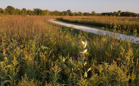 Prairie Wolf - Your Preserves | Lake County Forest Preserves