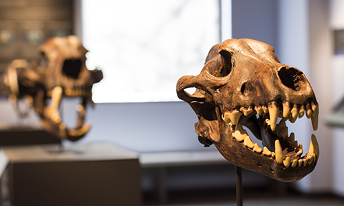 Prehistoric skulls displayed at the Dunn Museum