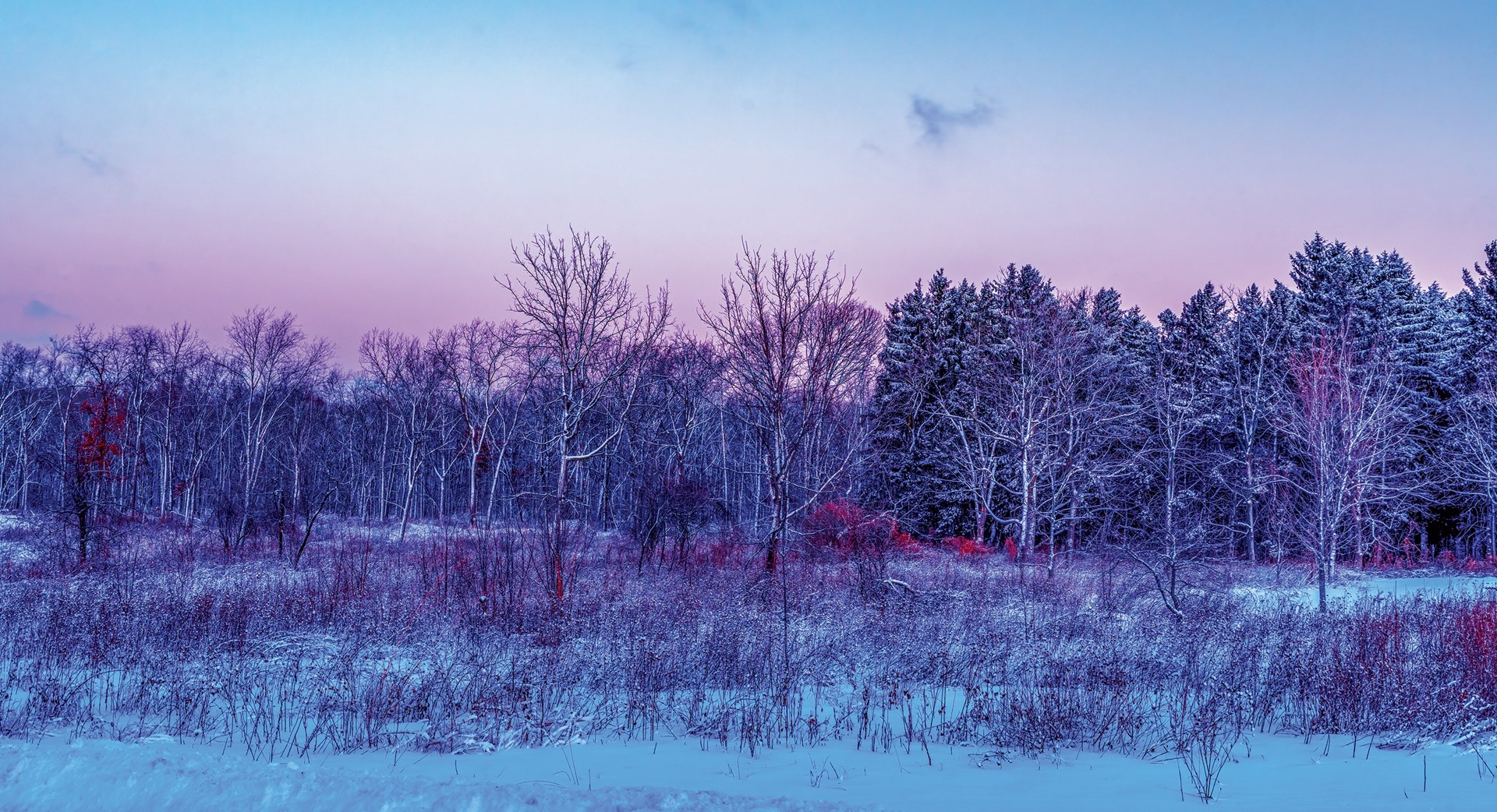 Pink and blue sky setting over a tree lined snow covered field at Lyons Woods.