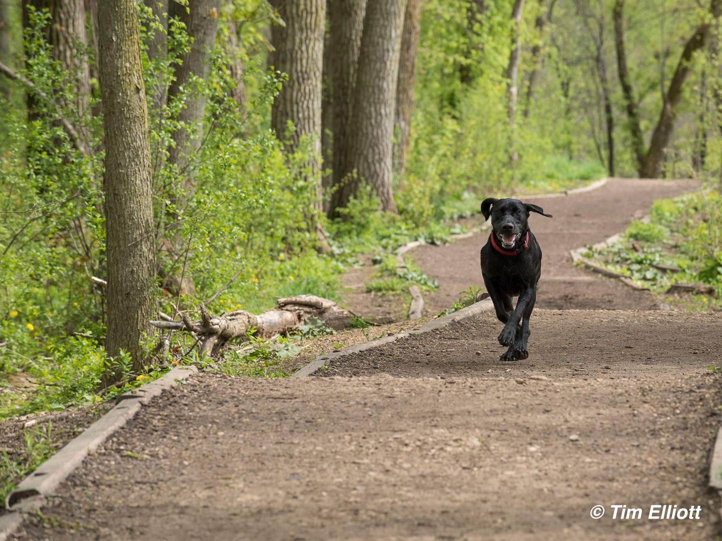 Black lab dog running down the path at the Off-Leash Dog Area