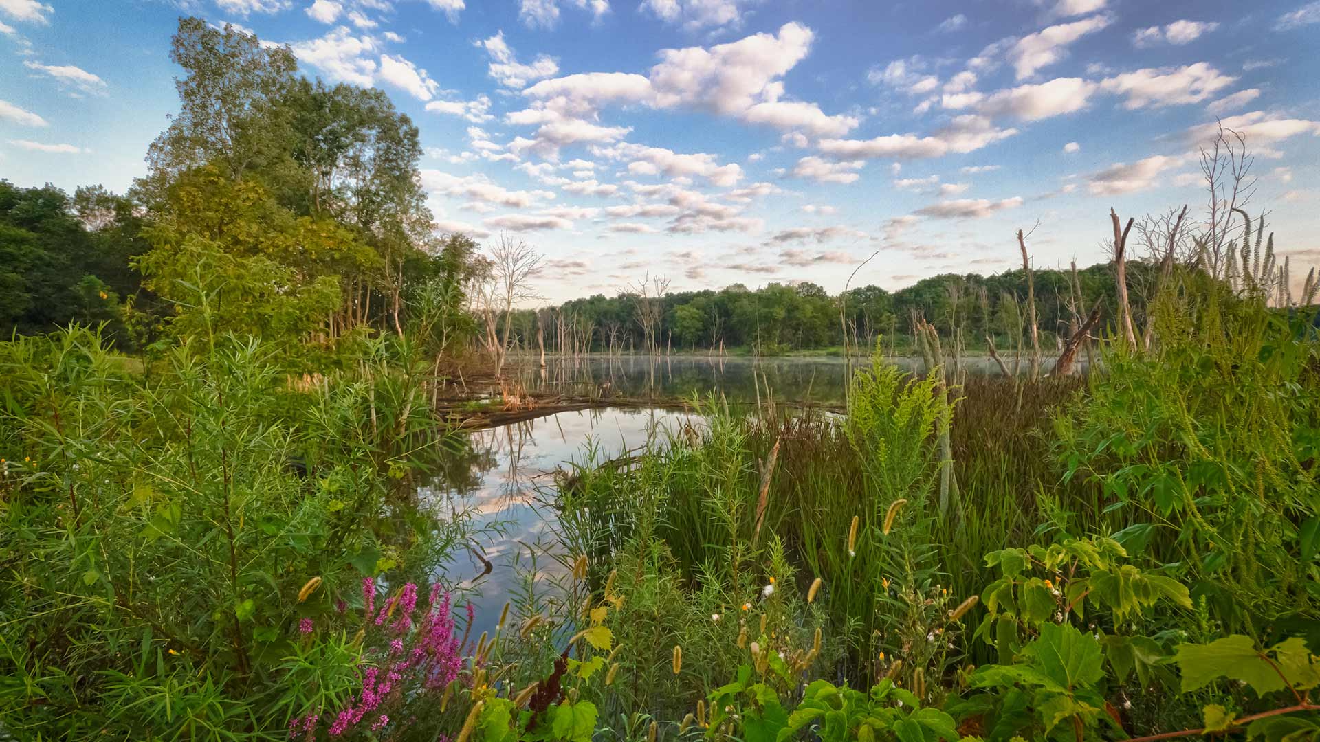 Middlefork Savanna  Lake County Forest Preserves