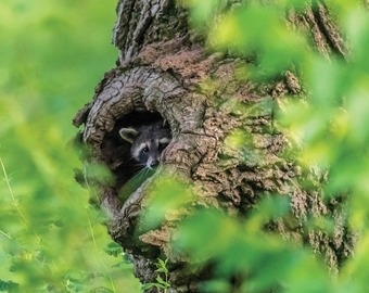 Raccoon_in_tree