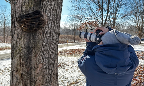 Volunteer photographer focusing on large tree in the forest preserve.